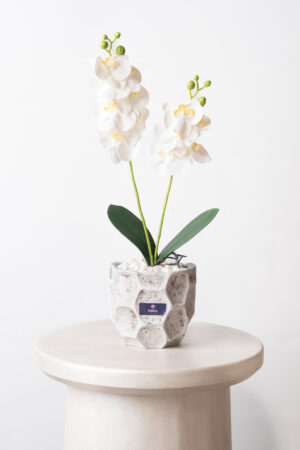 Orchidea Blanche - Artificial